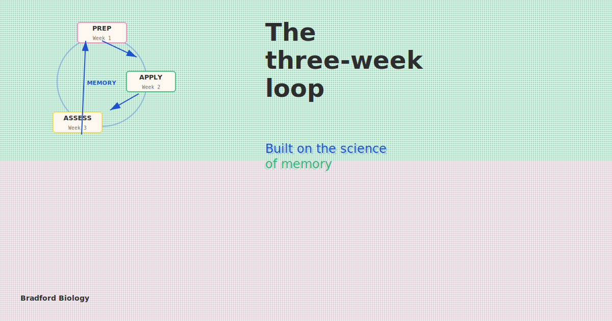 The three-week loop | Bradford Biology
